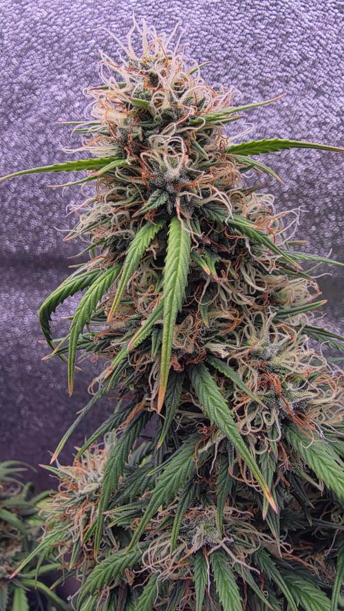 🍂 autumn #2 🍂. Week 13