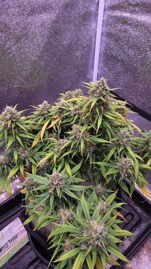 🍂 autumn #2 🍂. Week 13