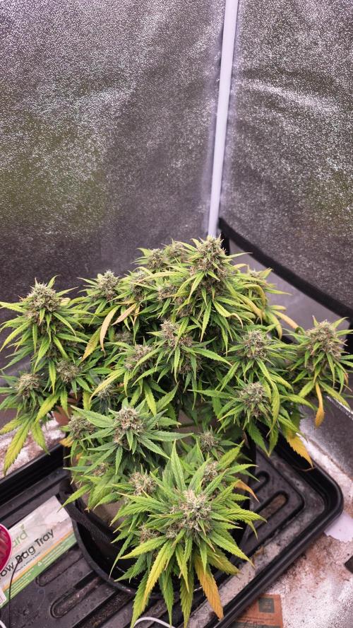 🍂 autumn #2 🍂. Week 13