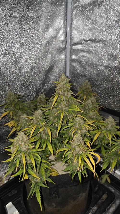 🍂 autumn #2 🍂. Week 14