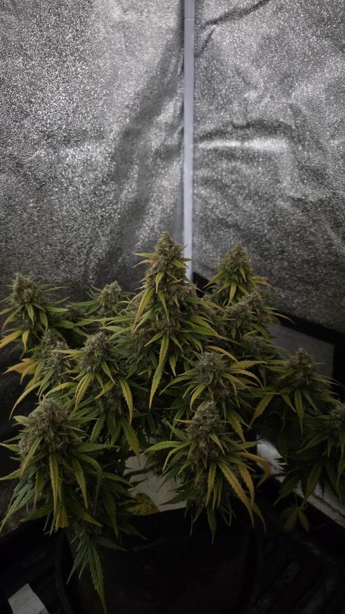 🍂 autumn #2 🍂. Week 14