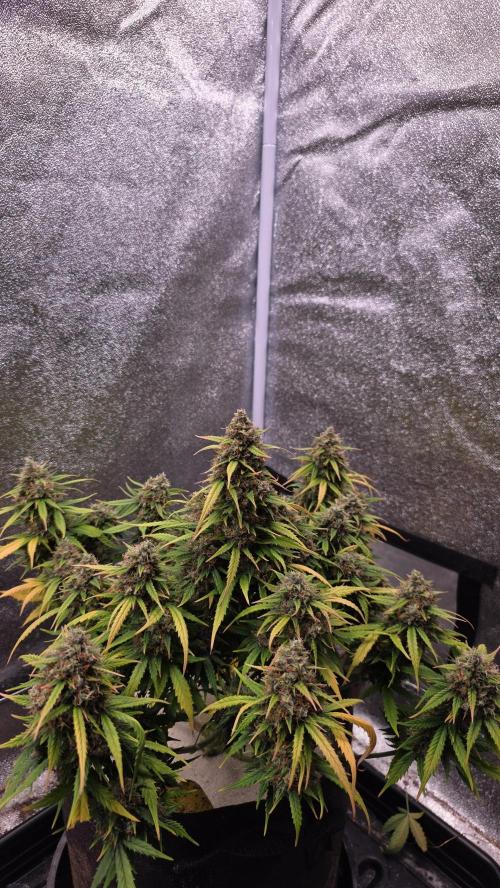 🍂 autumn #2 🍂. Week 14