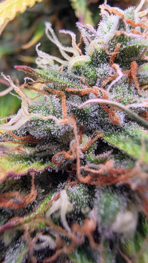 🍂 autumn #2 🍂. Week 14