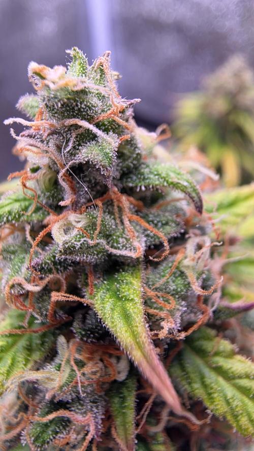 🍂 autumn #2 🍂. Week 14