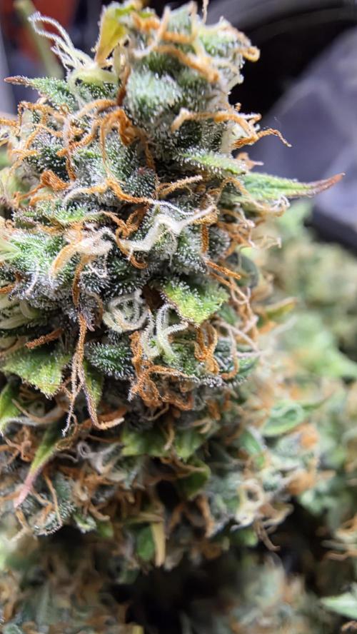 🍂 autumn #2 🍂. Week 15