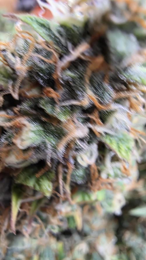 🍂 autumn #2 🍂. Week 15