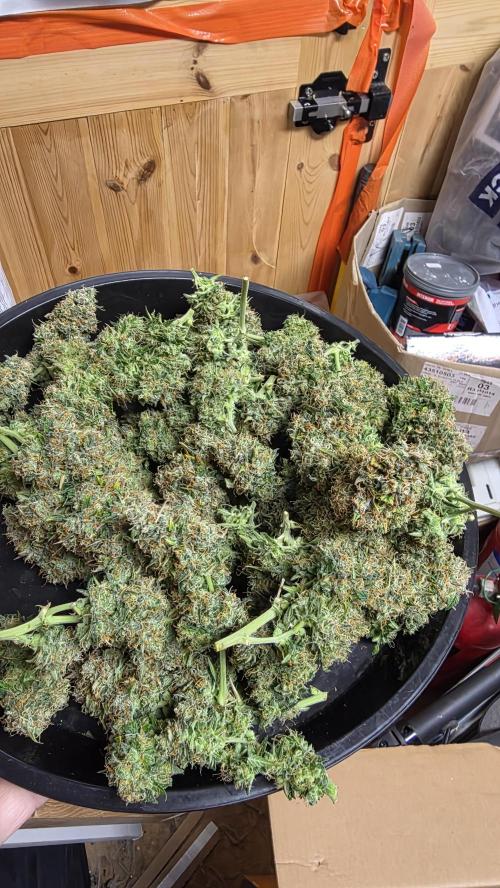 🍂 autumn #2 🍂. Week 15