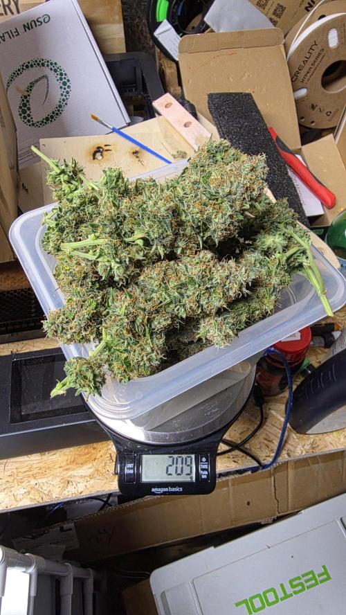 🍂 autumn #2 🍂. Week 15