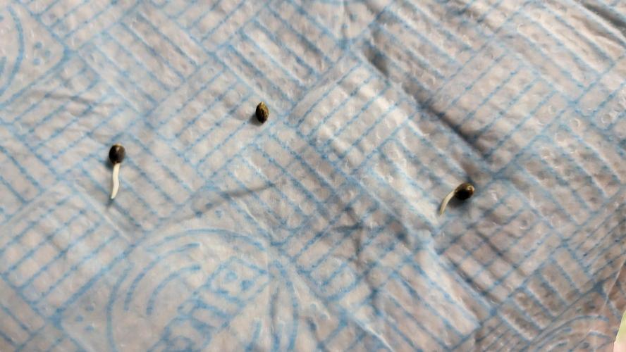 Spring 🌱🌱🌱. Week 0