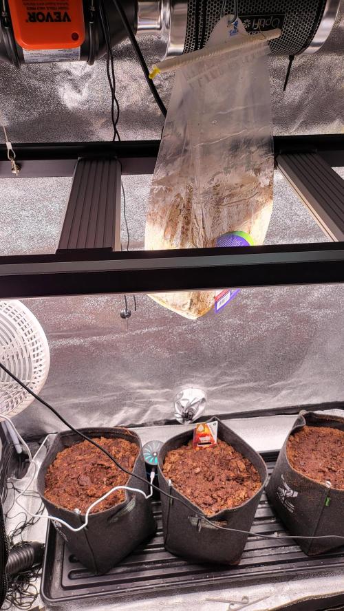 Spring 🌱🌱🌱. Week 0