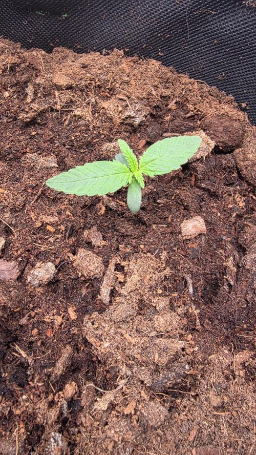 Spring 🌱🌱🌱. Week 1