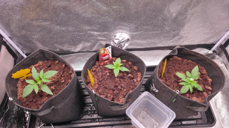 Spring 🌱🌱🌱. Week 2