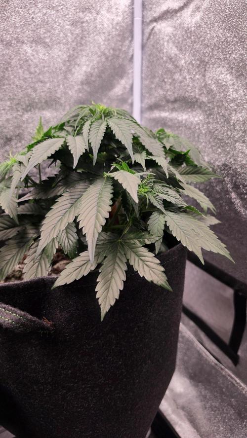 Spring 🌱🌱🌱. Week 4