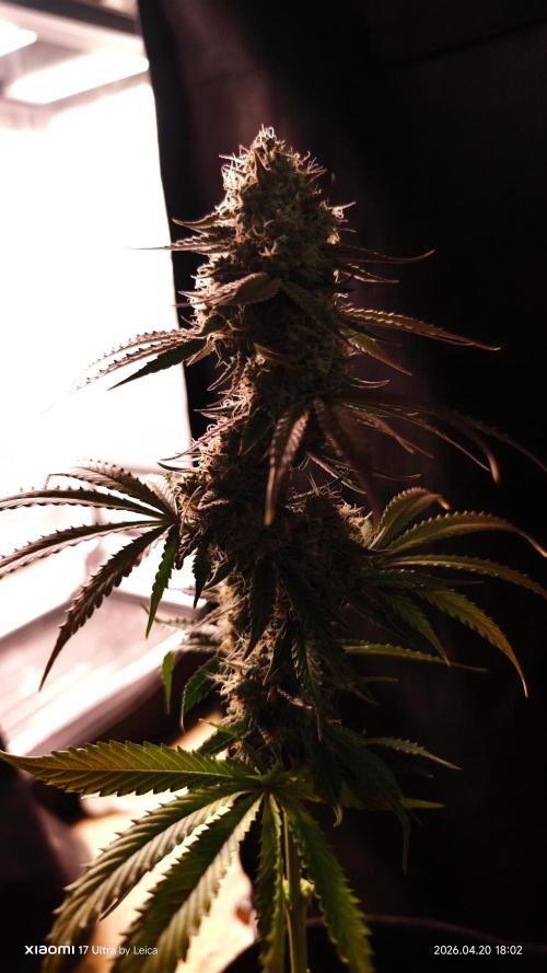 Spring 🌱🌱🌱. Week 9