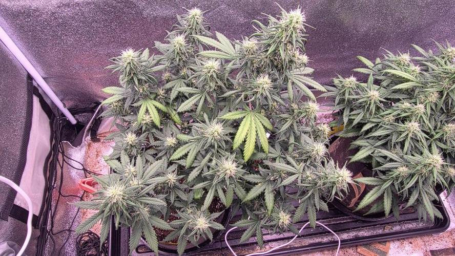 🍂 autumn #2 🍂. Week 10