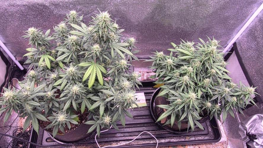 🍂 autumn #2 🍂. Week 10