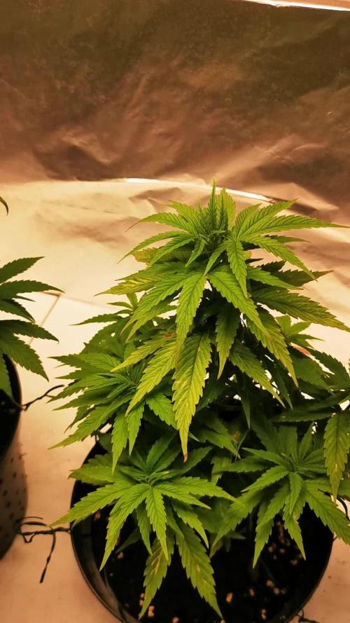 Amnezia Haze Auto - Newbie grow (help very welcome)