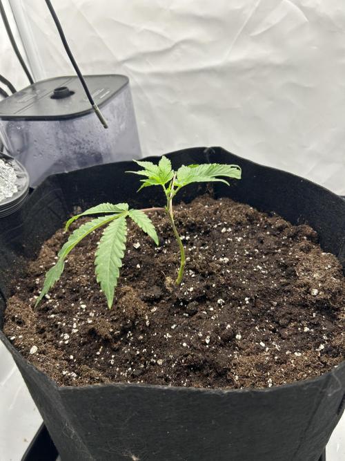 Super Buff Cherry - 60cmx60cm. Week 1