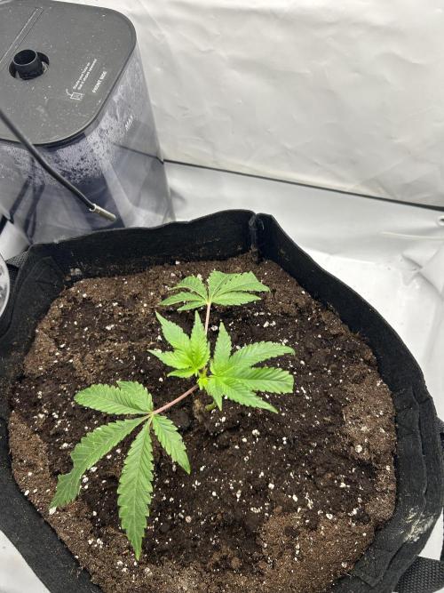 Super Buff Cherry - 60cmx60cm. Week 1