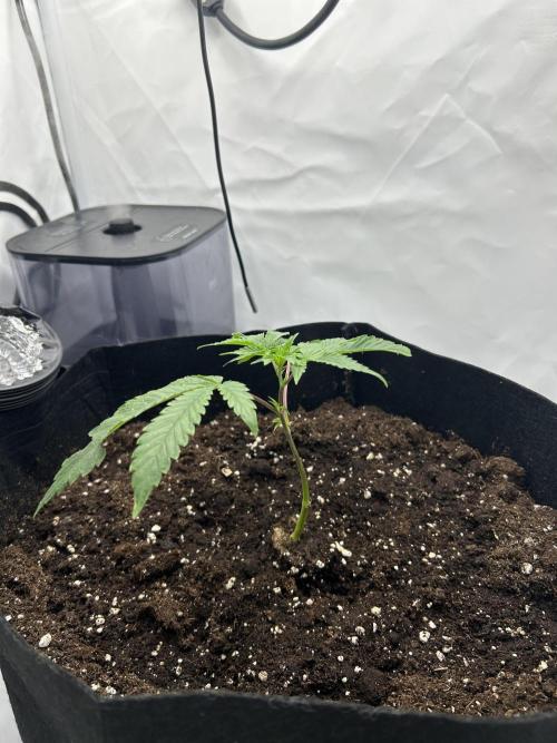 Super Buff Cherry - 60cmx60cm. Week 1