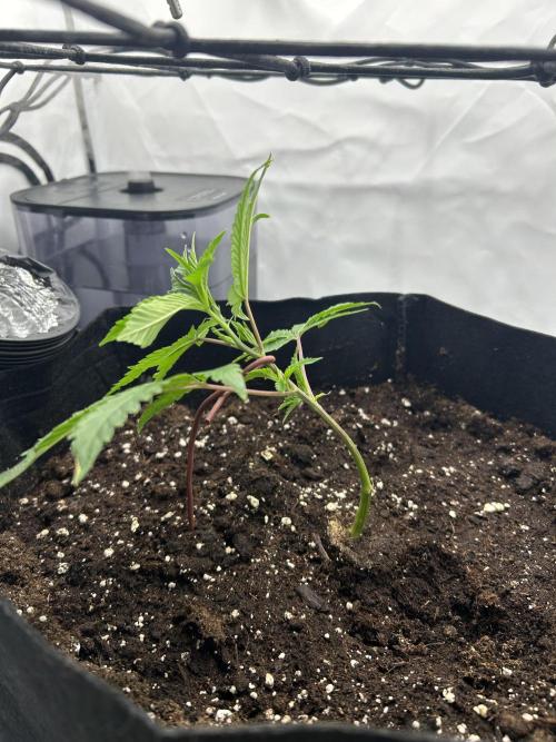 Super Buff Cherry - 60cmx60cm. Week 1