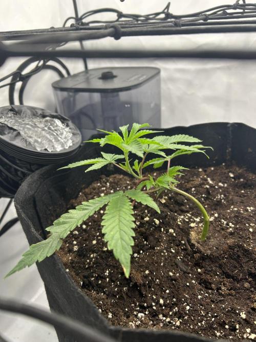 Super Buff Cherry - 60cmx60cm. Week 1