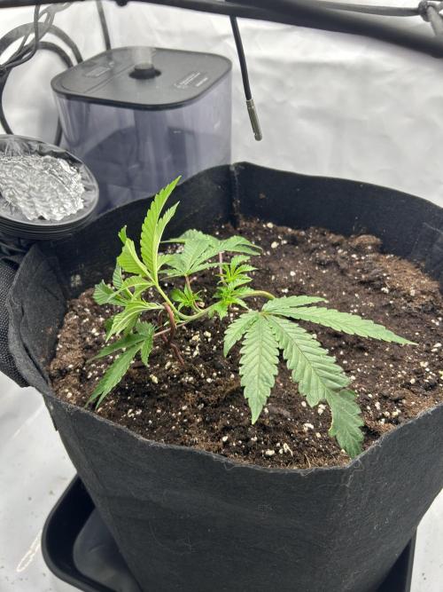 Super Buff Cherry - 60cmx60cm. Week 1