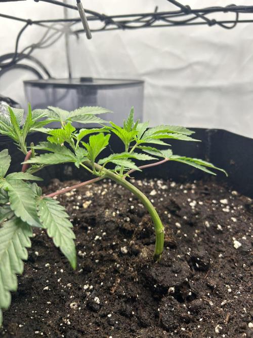 Super Buff Cherry - 60cmx60cm. Week 1