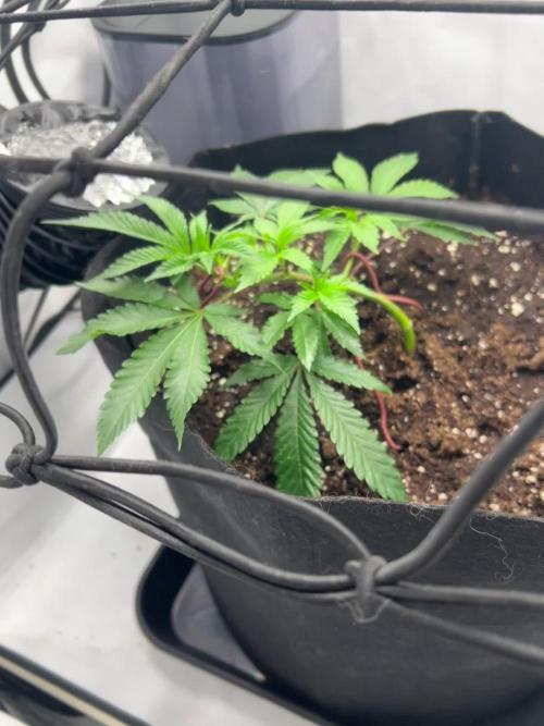 Super Buff Cherry - 60cmx60cm