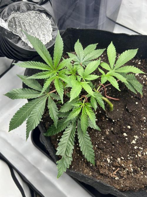 Super Buff Cherry - 60cmx60cm. Week 1