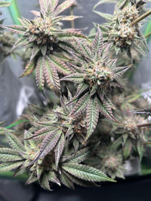 Kawazaki 40x40x120. Week 14