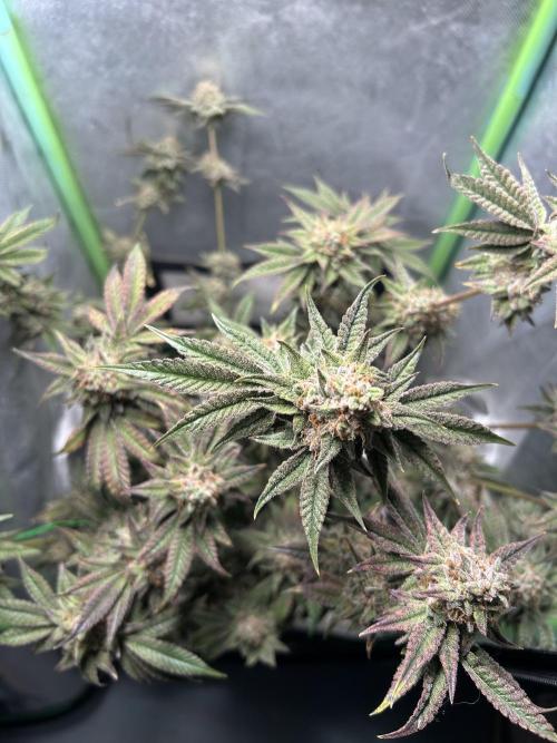 Kawazaki 40x40x120. Week 14