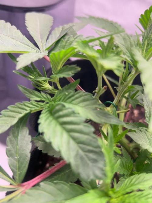 Super Buff Cherry - 60cmx60cm