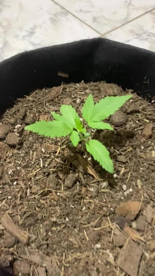 White widow y zinfandel. Principiante, primer cultivo