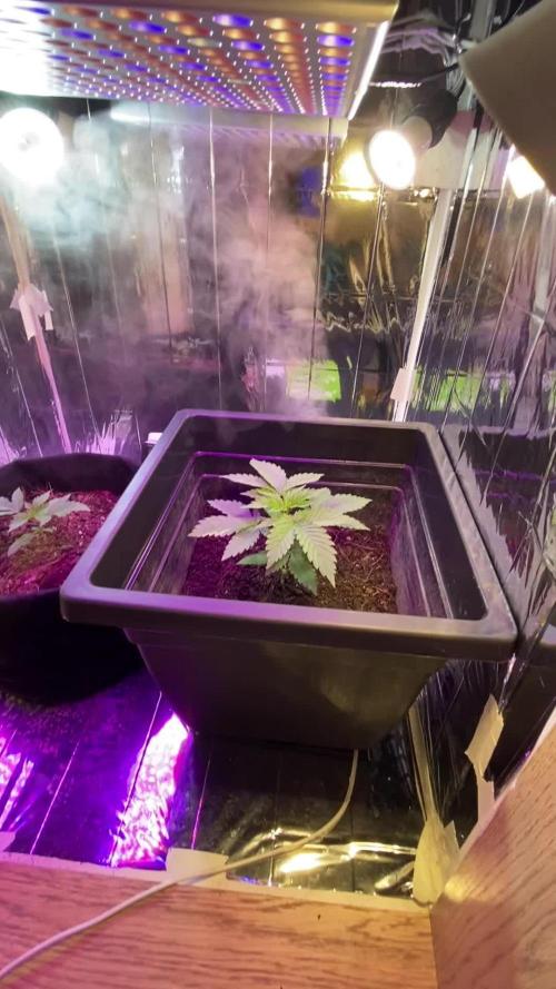 White widow y zinfandel. Principiante, primer cultivo
