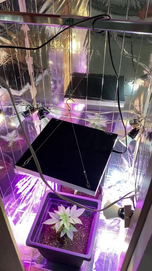 White widow y zinfandel. Principiante, primer cultivo