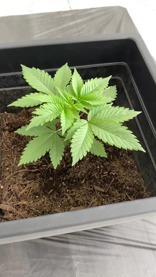 White widow y zinfandel. Principiante, primer cultivo