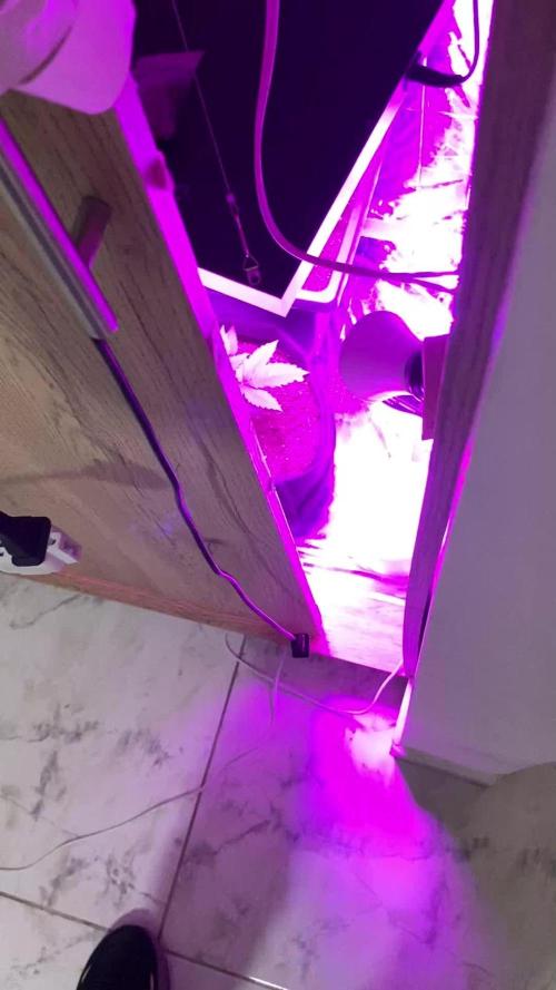 White widow y zinfandel. Principiante, primer cultivo