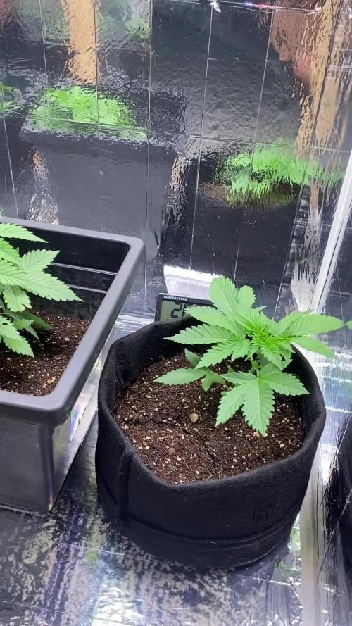 White widow y zinfandel. Principiante, primer cultivo