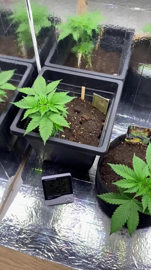 White widow y zinfandel. Principiante, primer cultivo