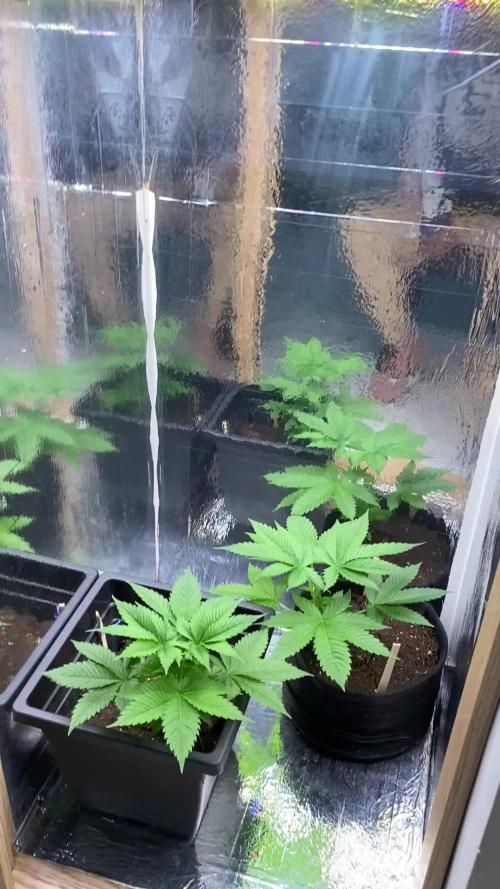White widow y zinfandel. Principiante, primer cultivo