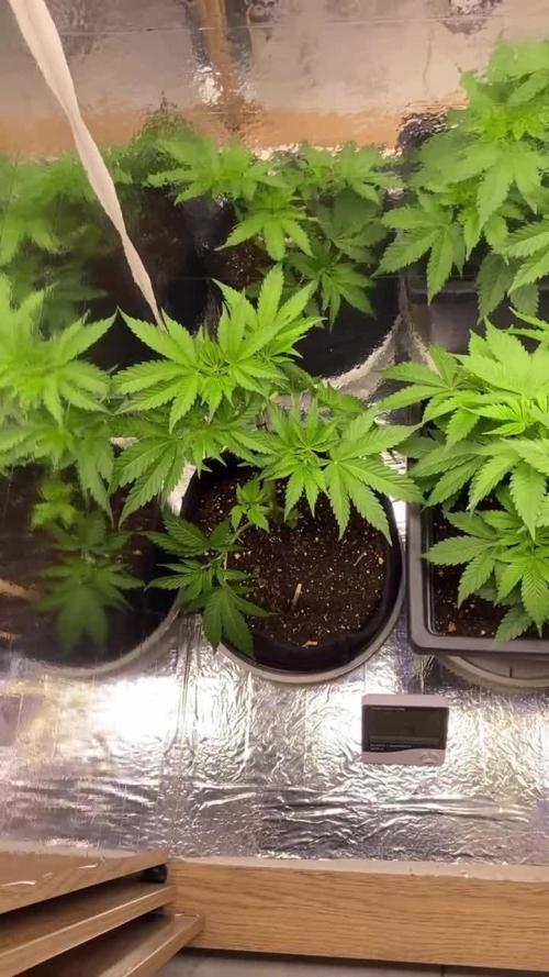 White widow y zinfandel. Principiante, primer cultivo