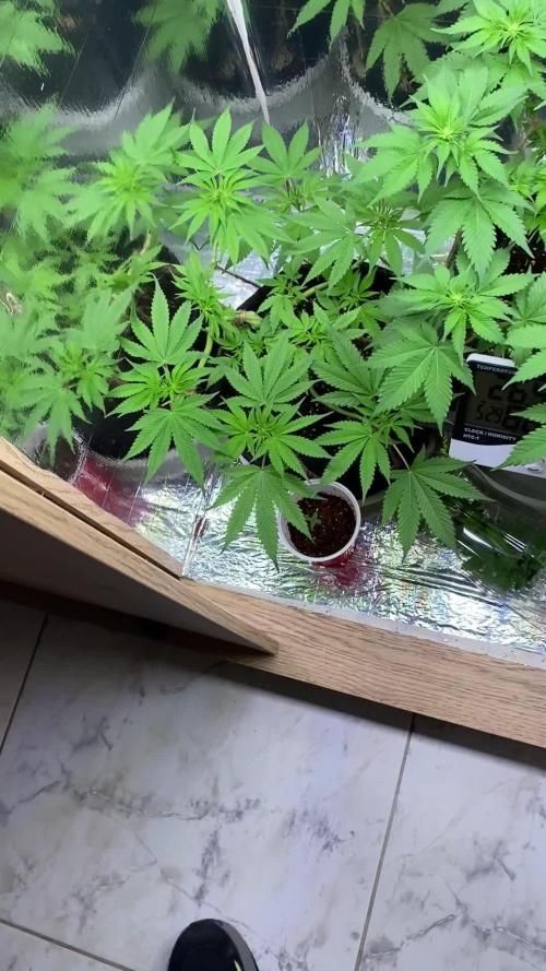 White widow y zinfandel. Principiante, primer cultivo