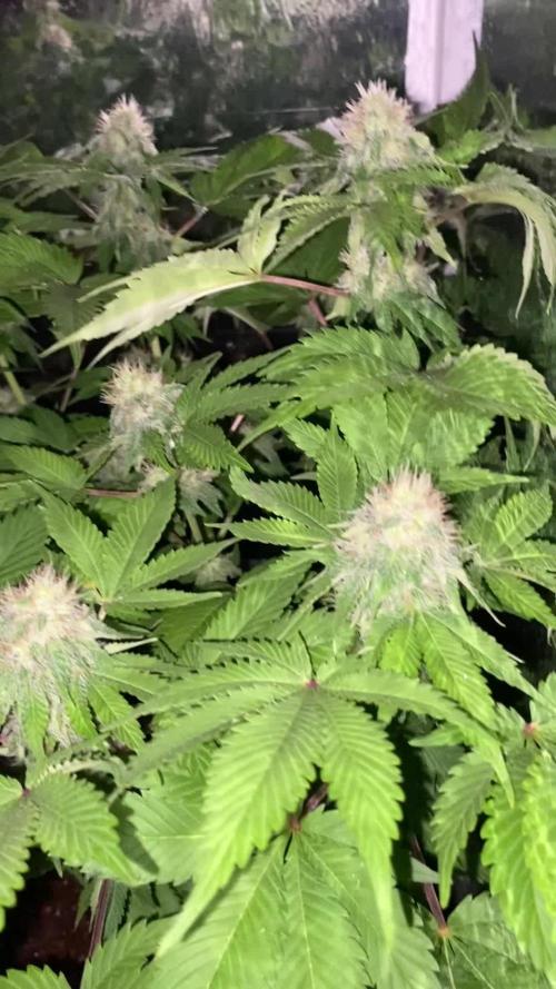 White widow y zinfandel. Principiante, primer cultivo