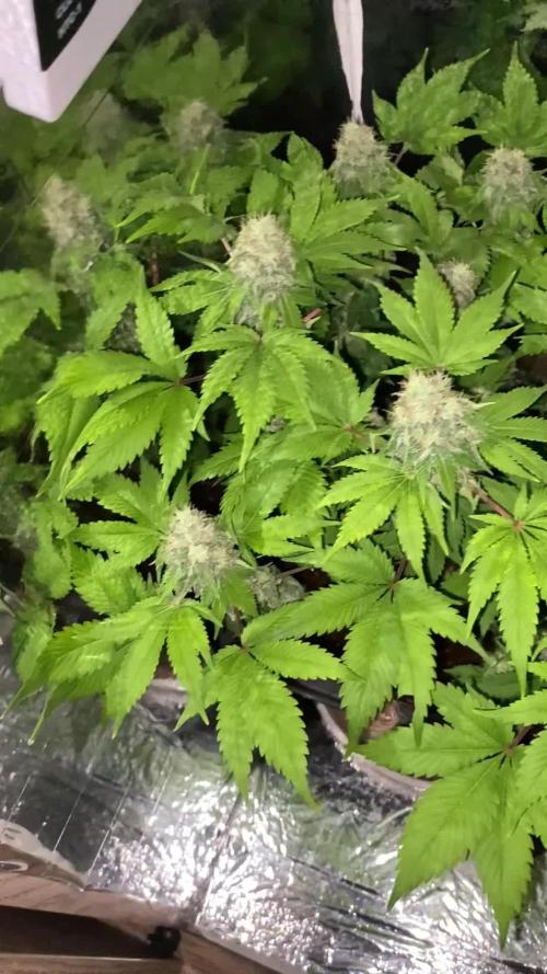 White widow y zinfandel. Principiante, primer cultivo