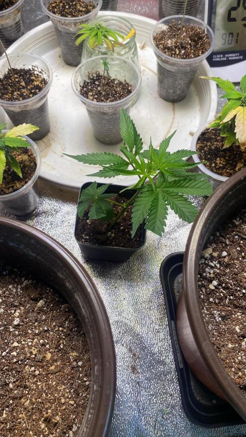 #NeverStopGrowing. Week 0 - Esquejé Cherry gelato