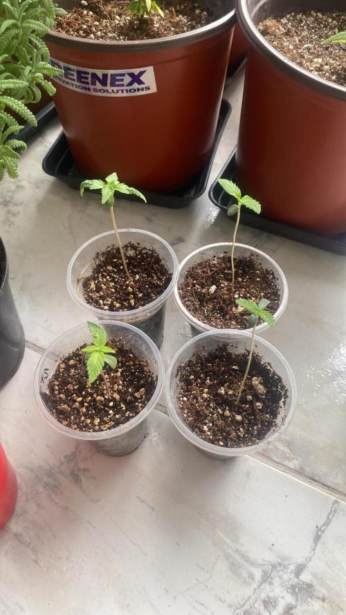 #NeverStopGrowing. Week 0 - Y así estaban a la semana de herminadas