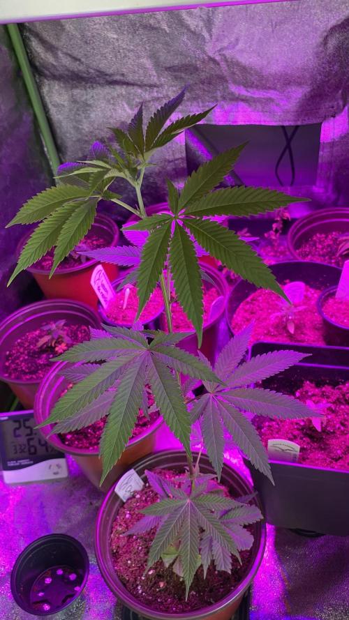 #NeverStopGrowing. Week 1 - Esquejé de Cherry gelato estirándose demasiado, así que decido sacar un esqueje