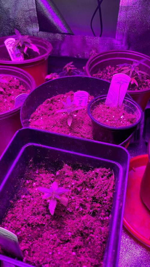 #NeverStopGrowing. Week 1