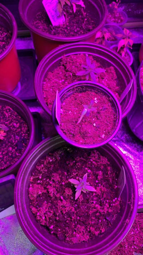 #NeverStopGrowing. Week 1
